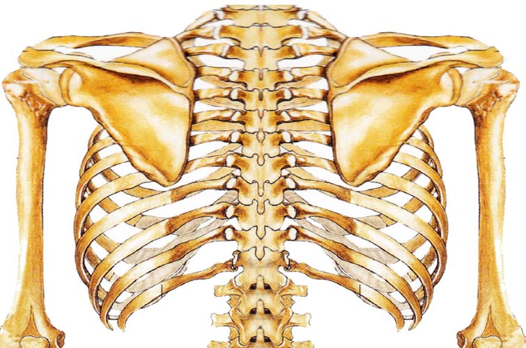 Rib stress fractures a mechanical view part 1 BAT Logic Improve