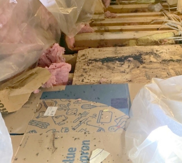 Does Homeowners Insurance Cover Bat Damage Bat Removal Attic