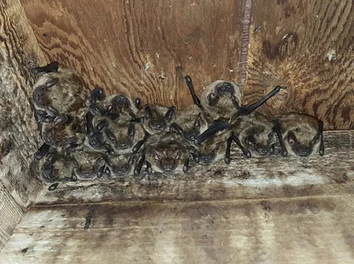 Vero Beach FL Bat Removal & Wildlife RemovalRats To Bats Wildlife Pros