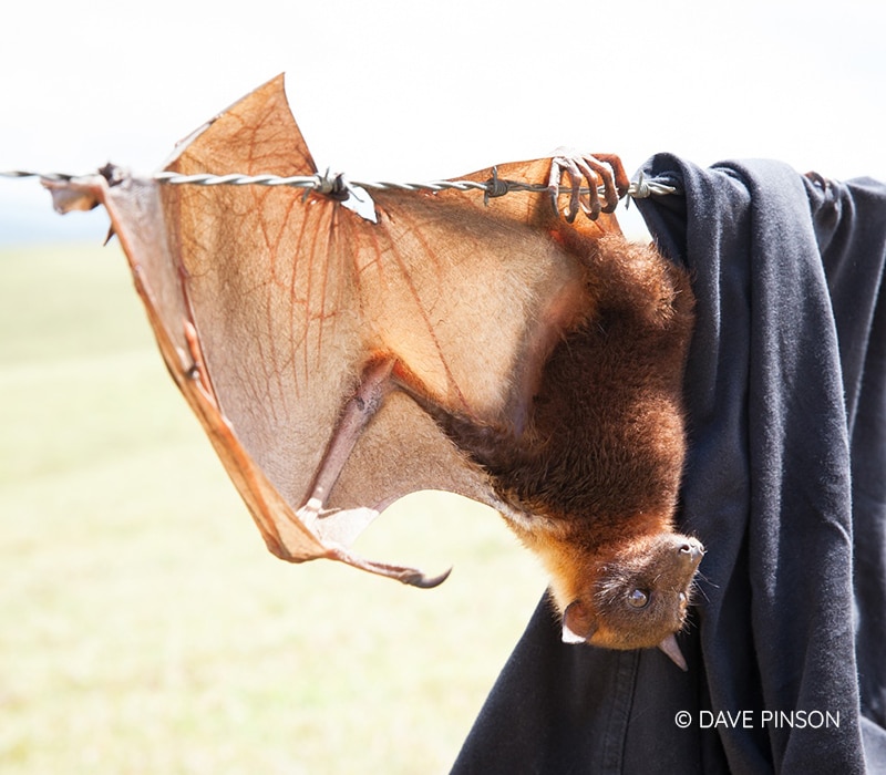 What to do Bat Rescue Inc