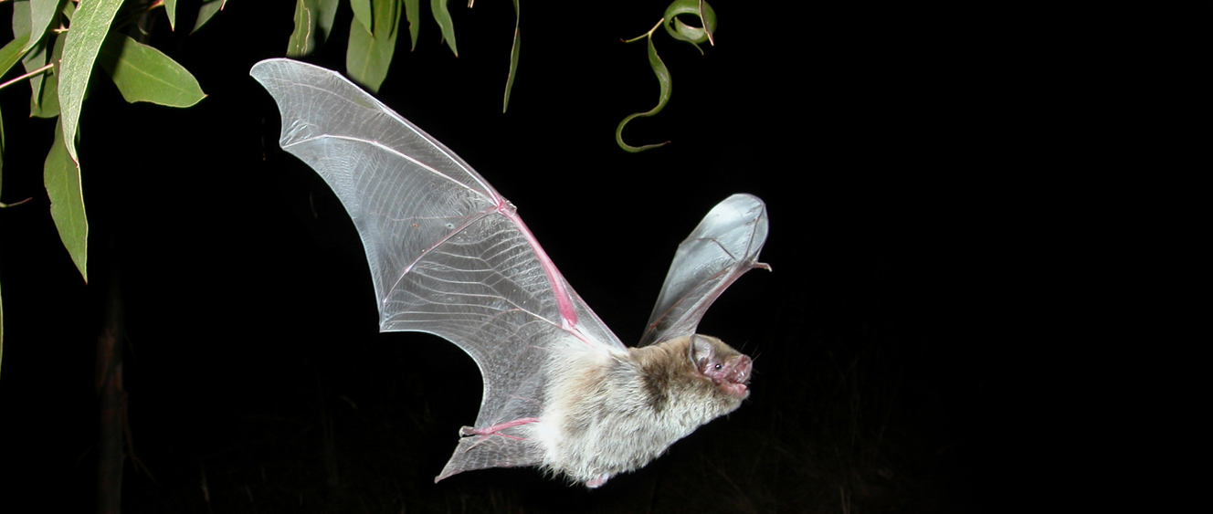 how do bats get in the house australia Leslee Slaton