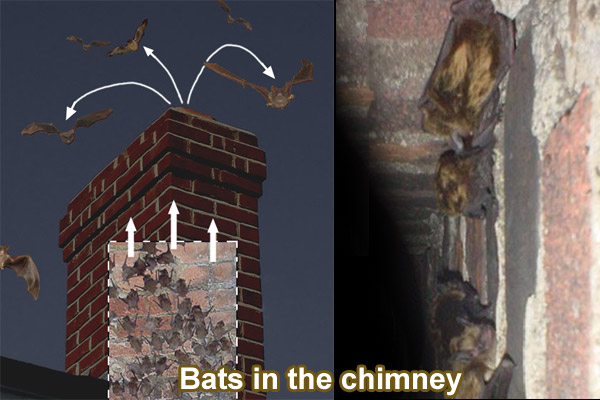 How to Remove Bats from the Chimney