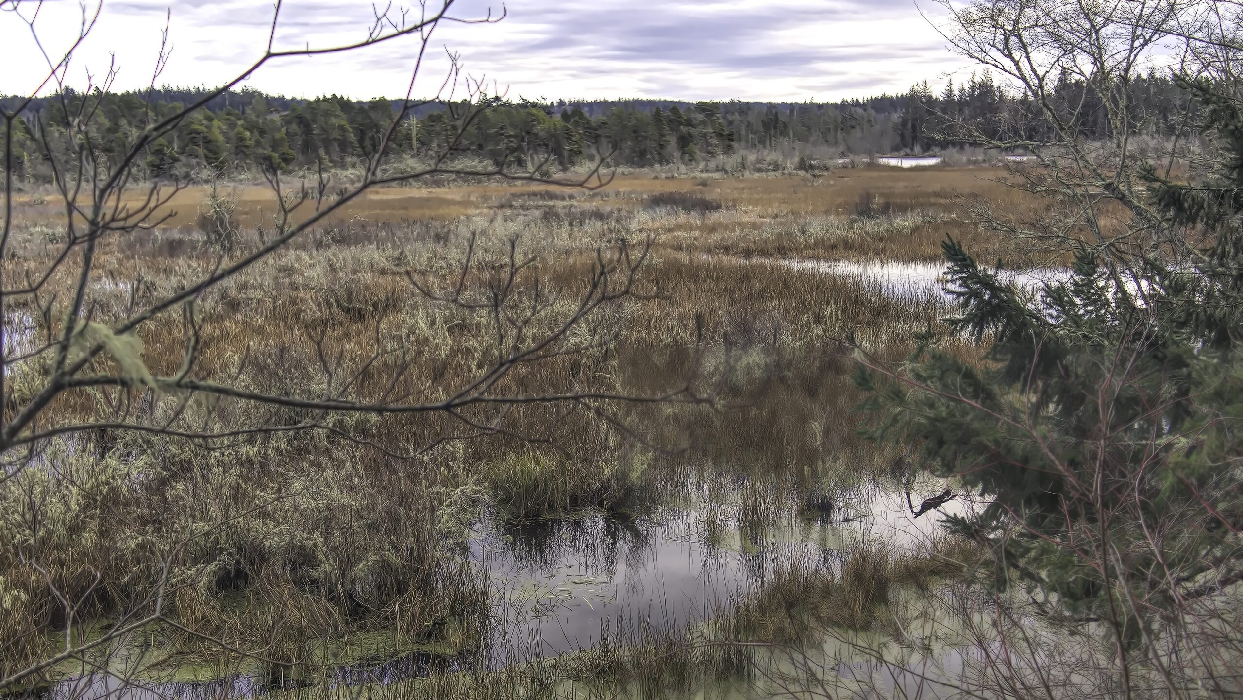 reddish grasses in the wetlands near Cranberry Lake