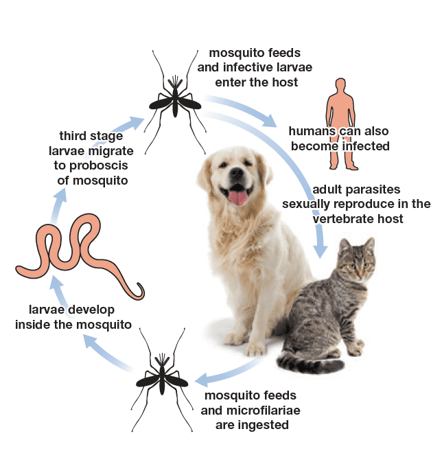Can Cats And Dogs Transfer Diseases