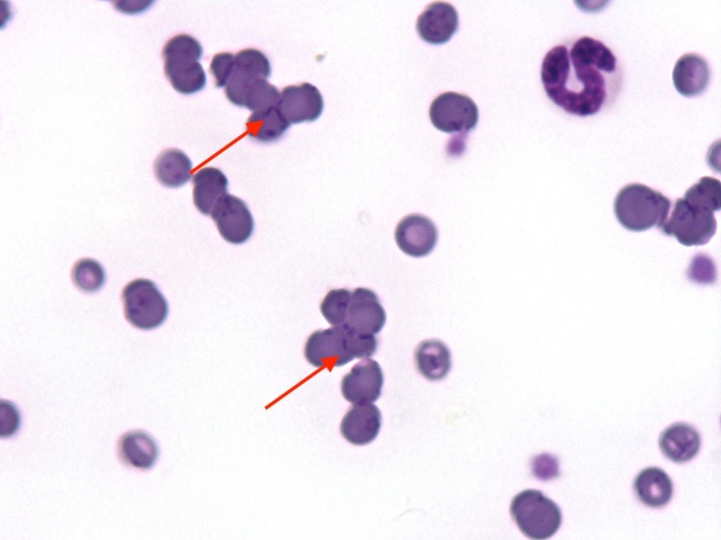 HAEMOTROPIC MYCOPLASMA INFECTION IN CATS A DIAGNOSTIC CHALLENGE Veterinary Laboratory UK