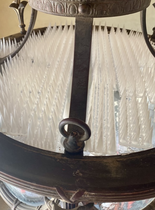 Explore Our Gallery Battle Born Pigeon Control LLC