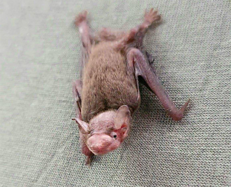 RESCUE CENTERS Bat World Sanctuary