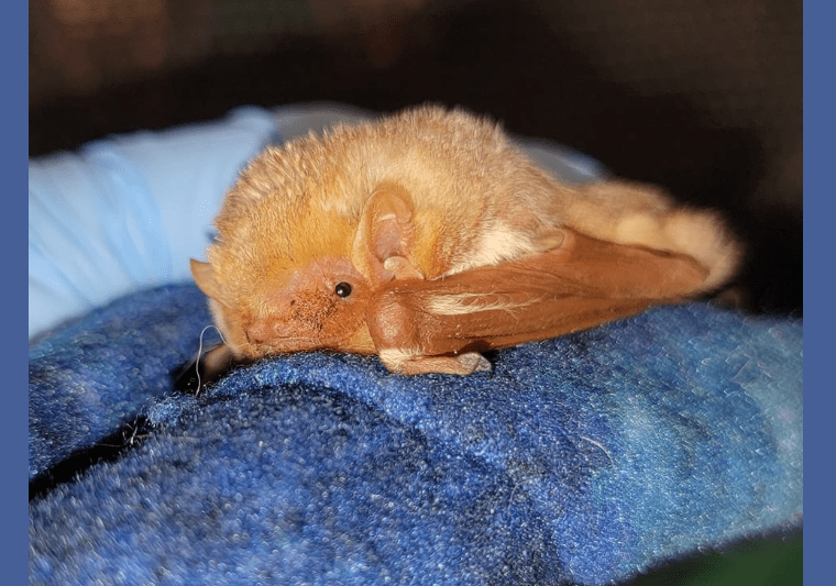 Bat World MidCities pregnant Eastern red bat found grounded post
