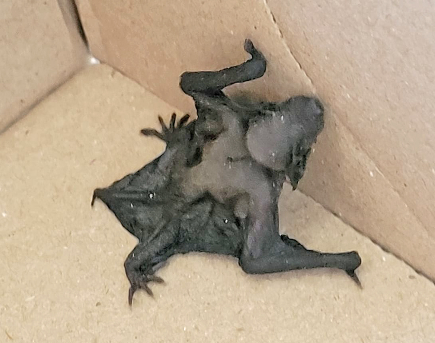 Texas baby bat found under roost photo available Bat World Sanctuary