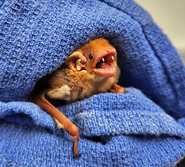 Texas red bat trapped in apartment hallway photo available Bat
