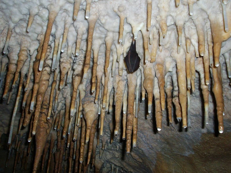 Bat Habitat Bat Facts and Information