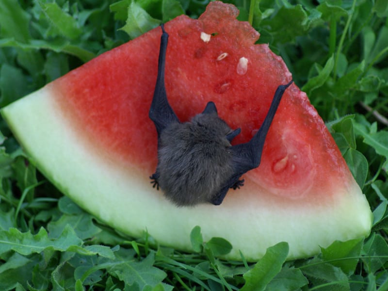 Top 138 + What animals do bats eat