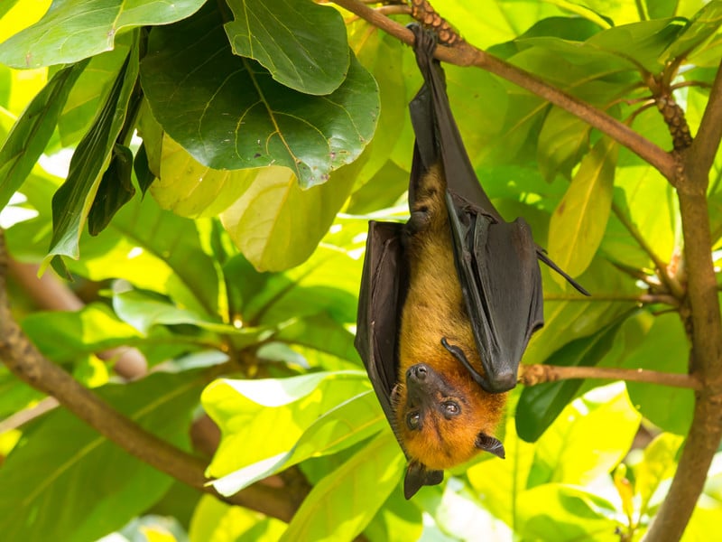 Giant GoldenCrowned FlyingFox Bat Facts and Information