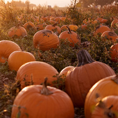 Bauman Farms Harvest Festival 2023 Bauman's Harvest Festival | Pumpkin Patch | Oregon