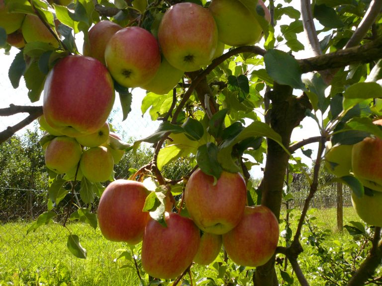 Apfel 'Rewena' Baumschule Rombach, Herbolzheim