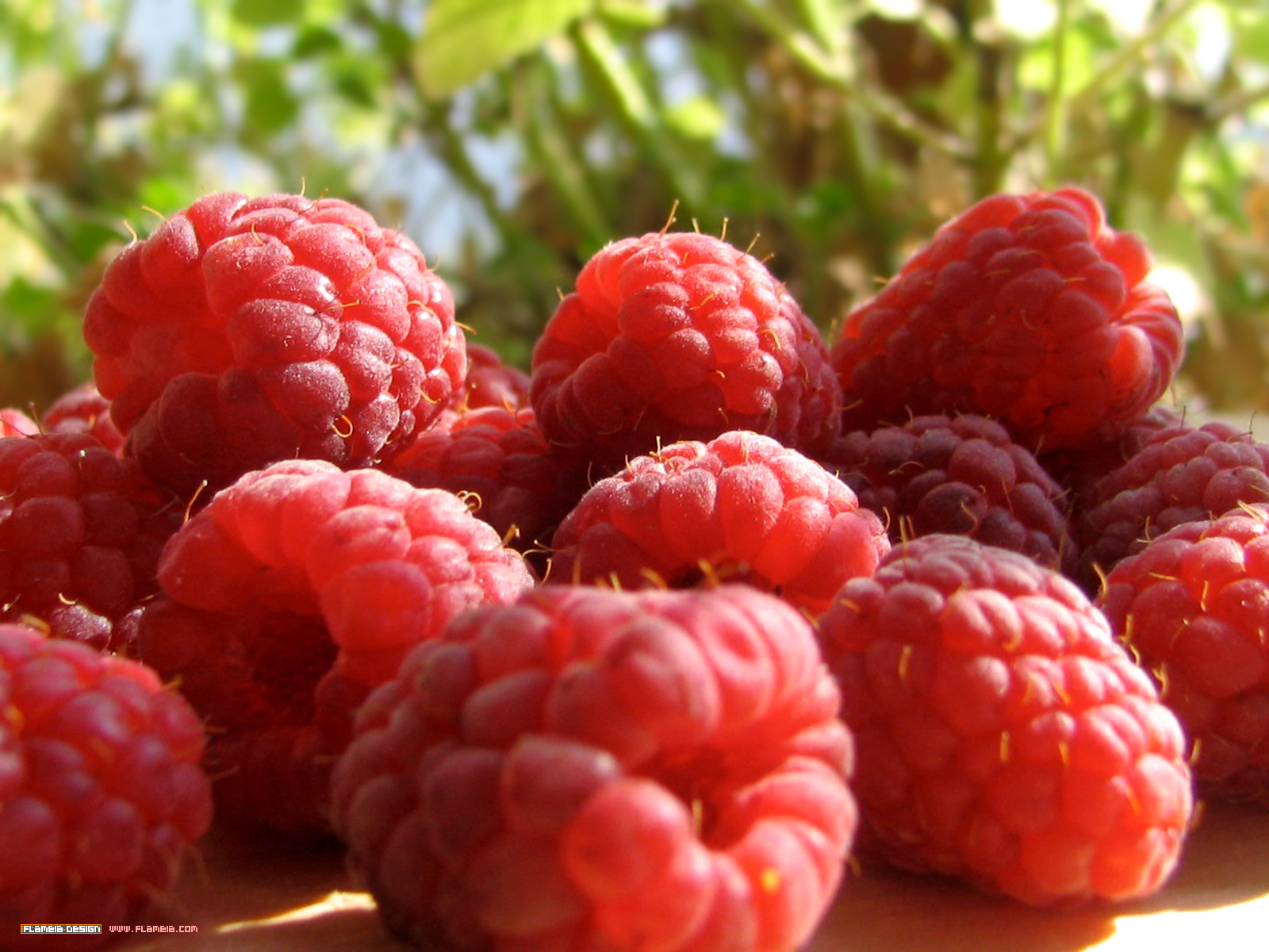 raspberry ketone baumsnaturalfoods