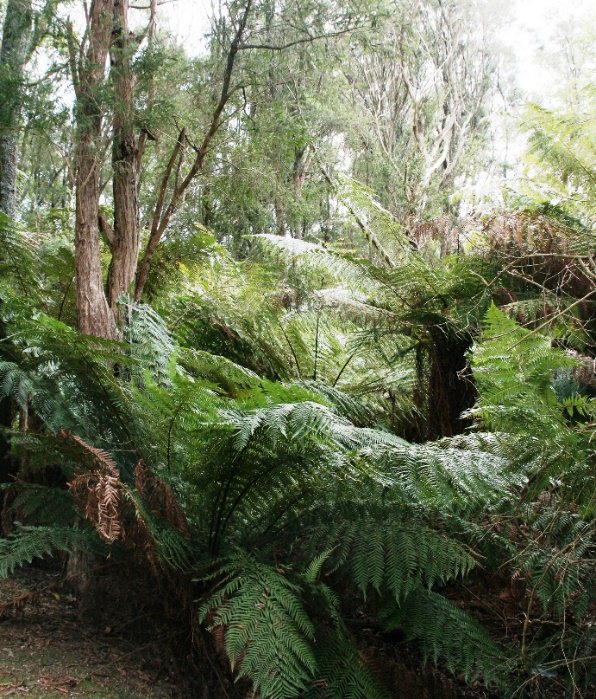 Tree Ferns Baw Baw Biodiversity Page