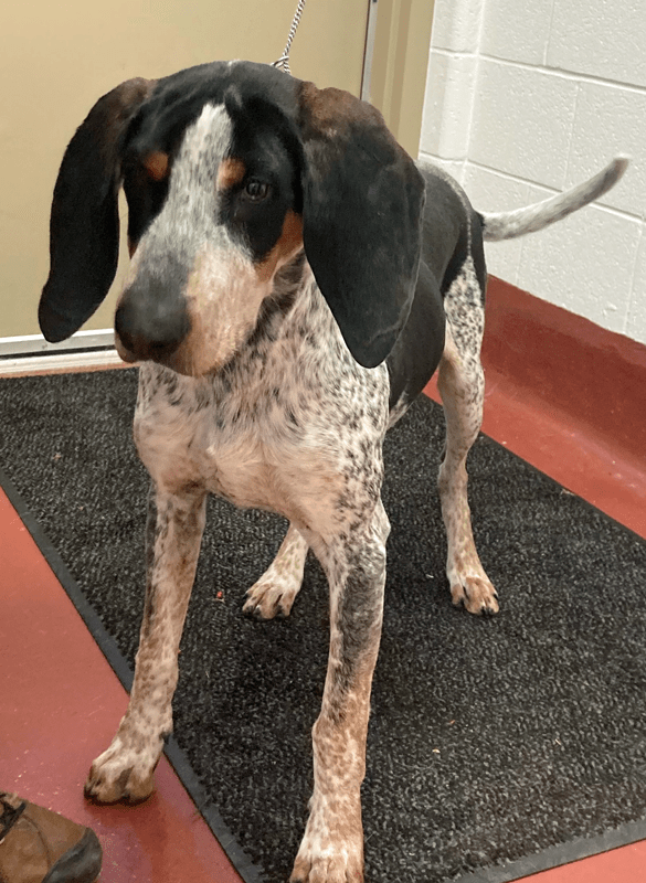 Adoption Fees Bath Animal Welfare Foundation