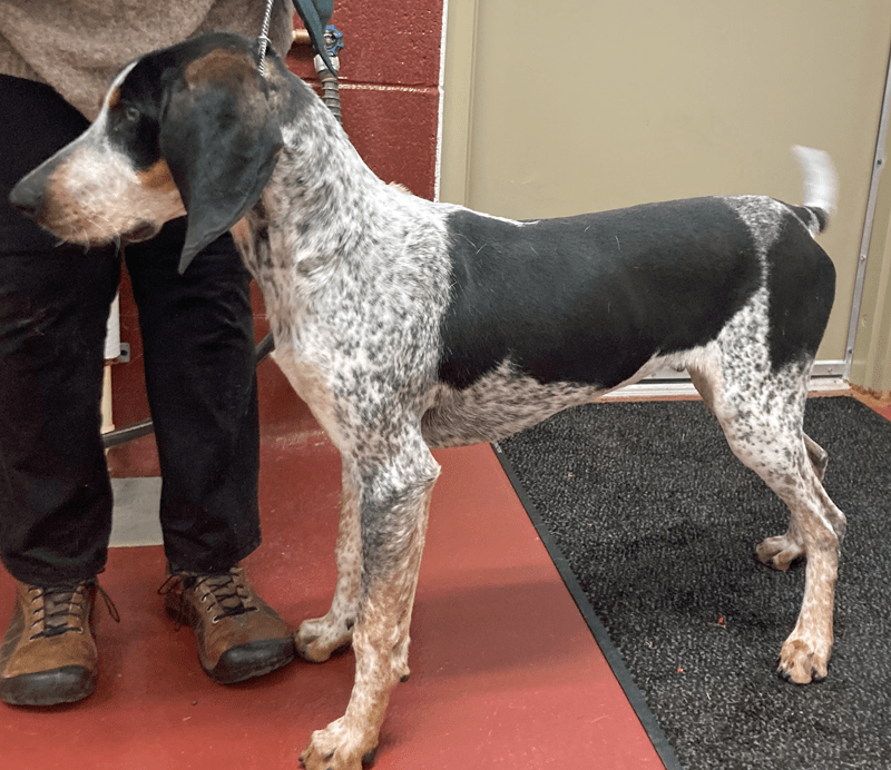 Adoption Fees Bath Animal Welfare Foundation