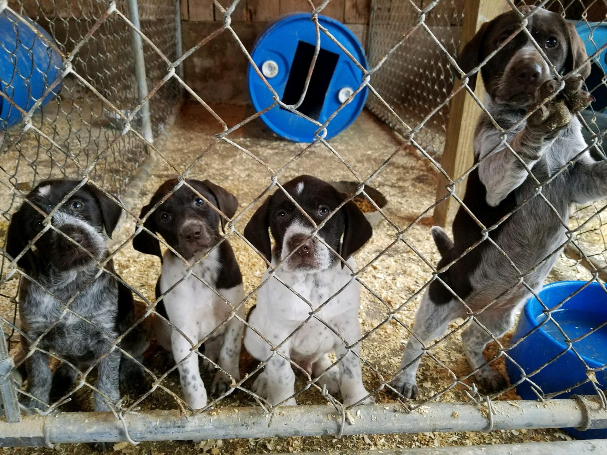 Breeding Philosophy Bawl of Fire Kennels