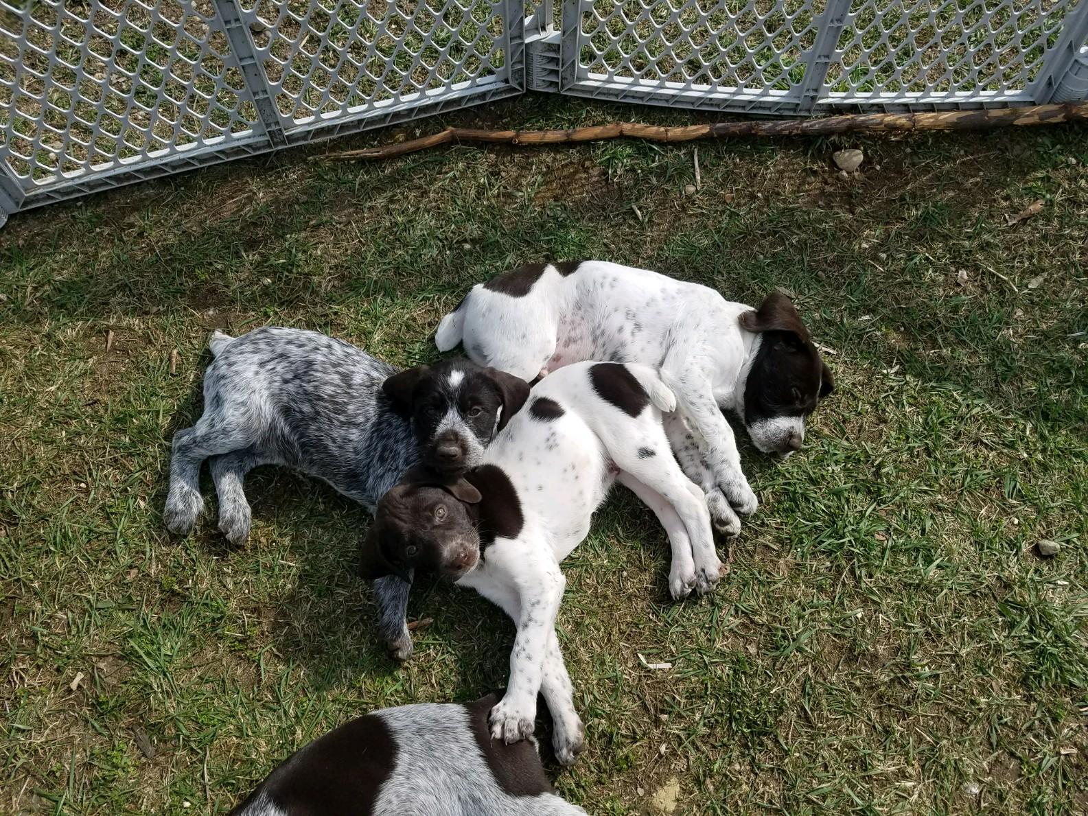 About Us Bawl of Fire Kennels