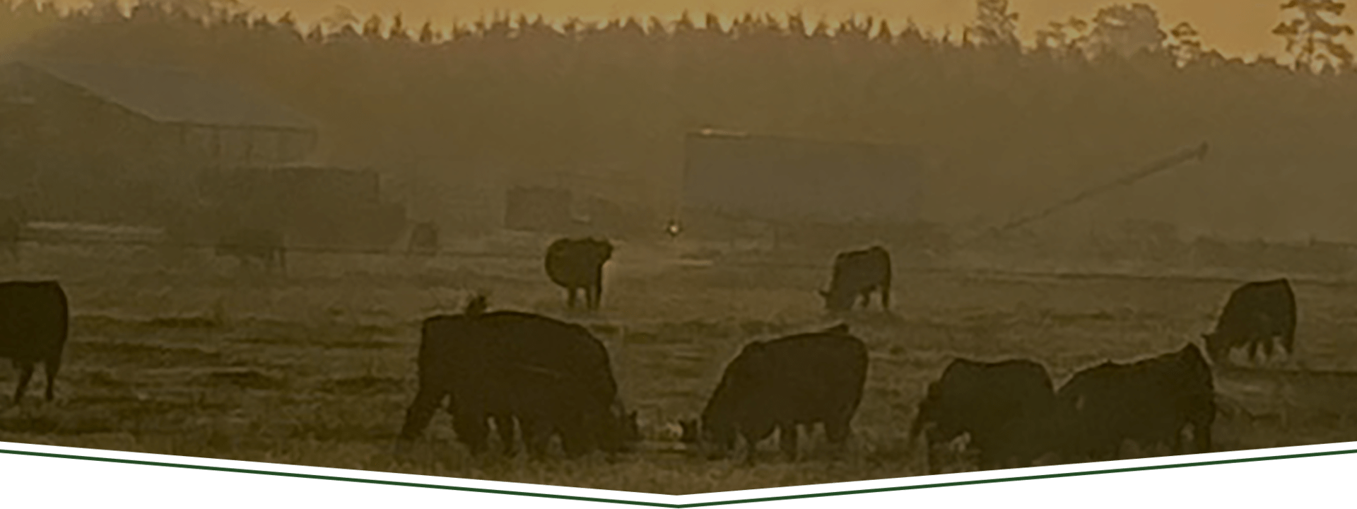 Home Baxley Family Farms Simangus South Carolina Cattle