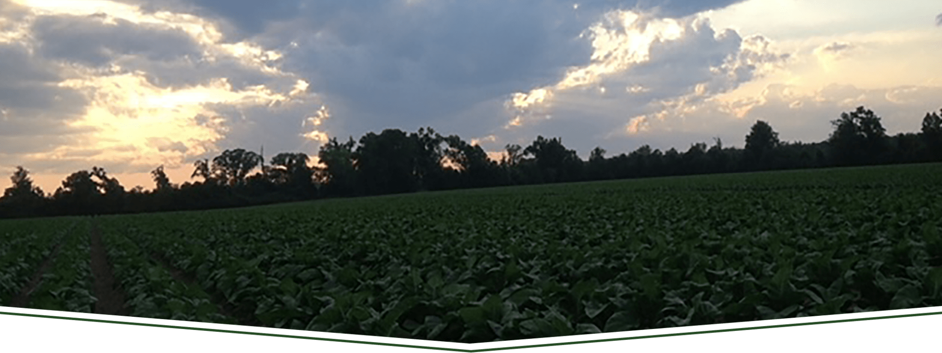 Home Baxley Family Farms Simangus South Carolina Cattle
