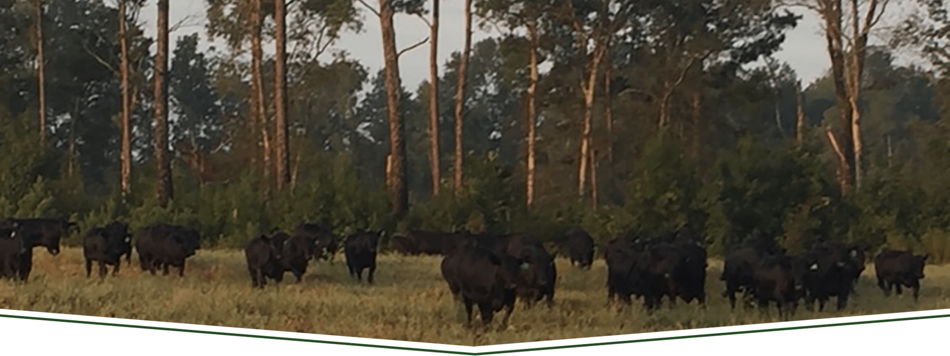 Home Baxley Family Farms Simangus South Carolina Cattle