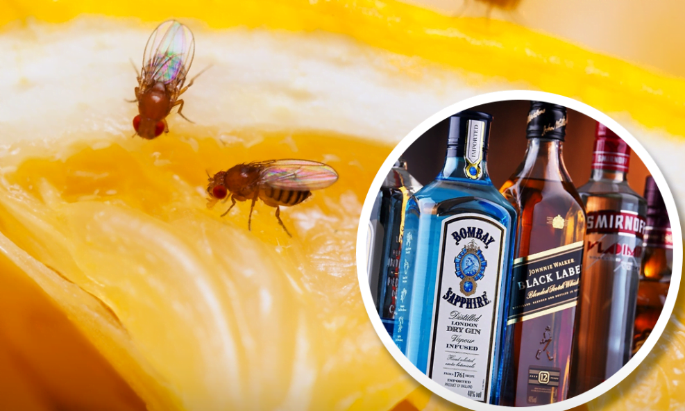STUDY FINDS Male Fruit Flies Seek Alcohol When Sexually Rejected