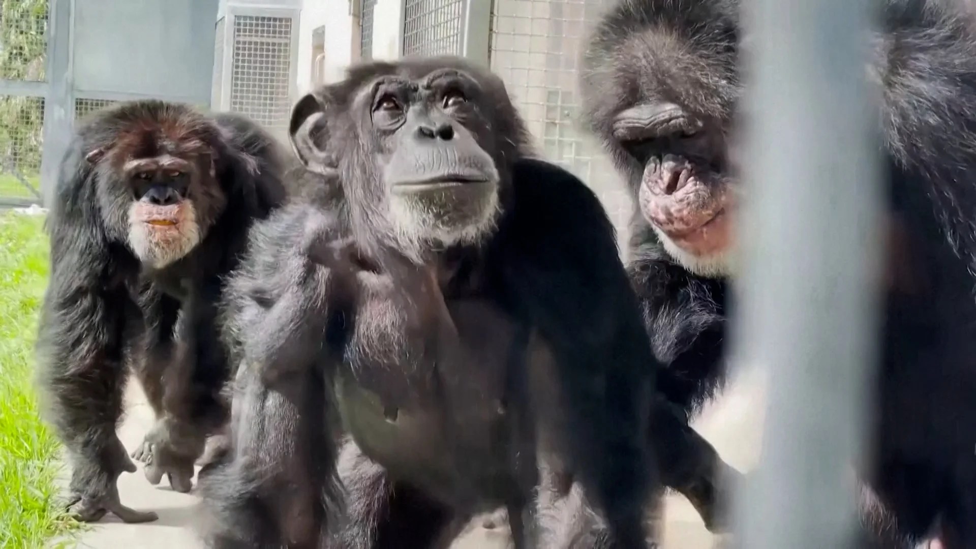 Lab Chimp Sees Sun For The First Time In 28 Years 89.7 Bay