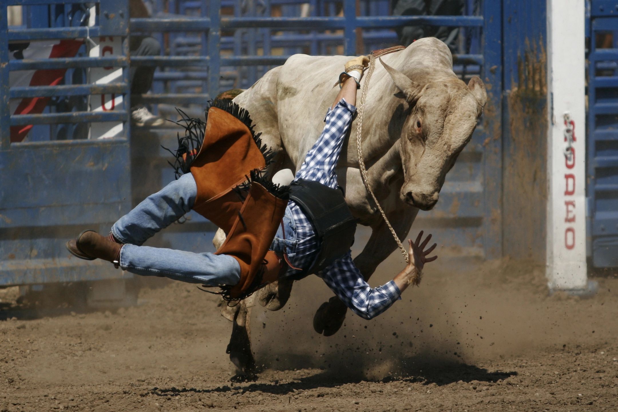 Rodeo & Festival Schedules Bay Area Rodeo