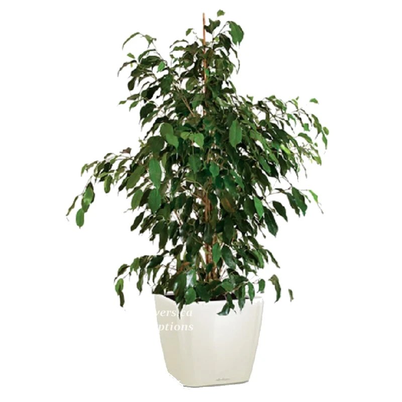 Benjamin Plant
