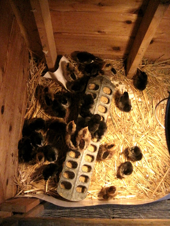 Baby chicks Bay Hay & Feed