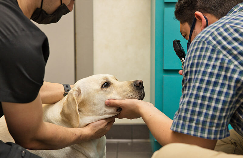 Primary Vet Care Bayleaf Veterinary Care