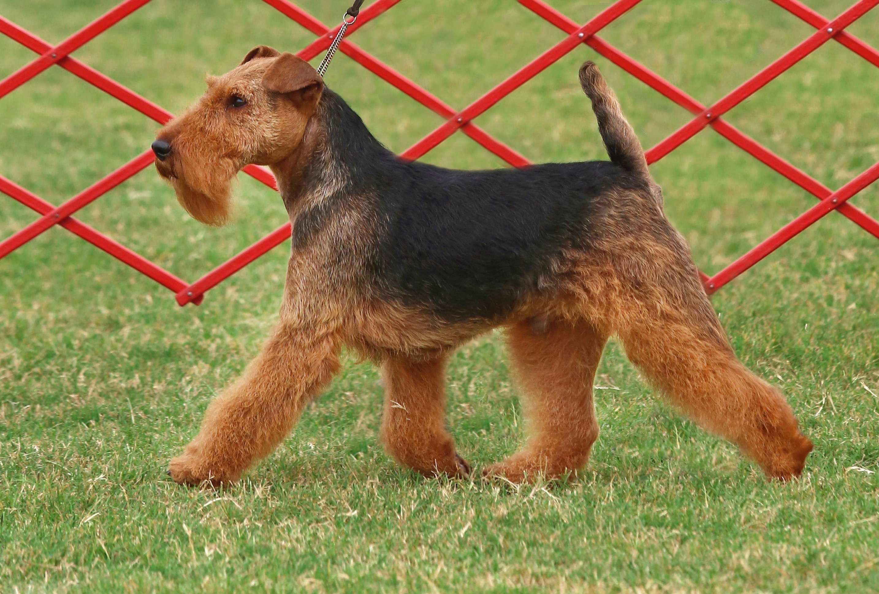 Image Bayleigh Welsh Terriers