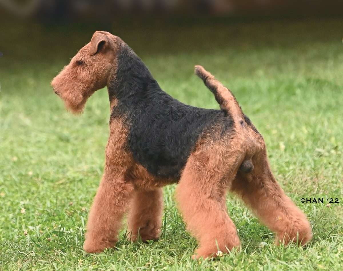How Much Are Welsh Terrier Puppies
