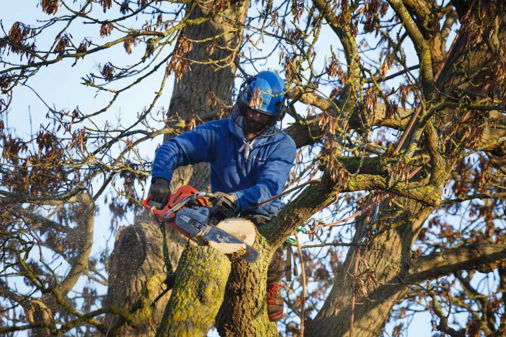 A superb tree service for clients in Oxford, AL, 36203