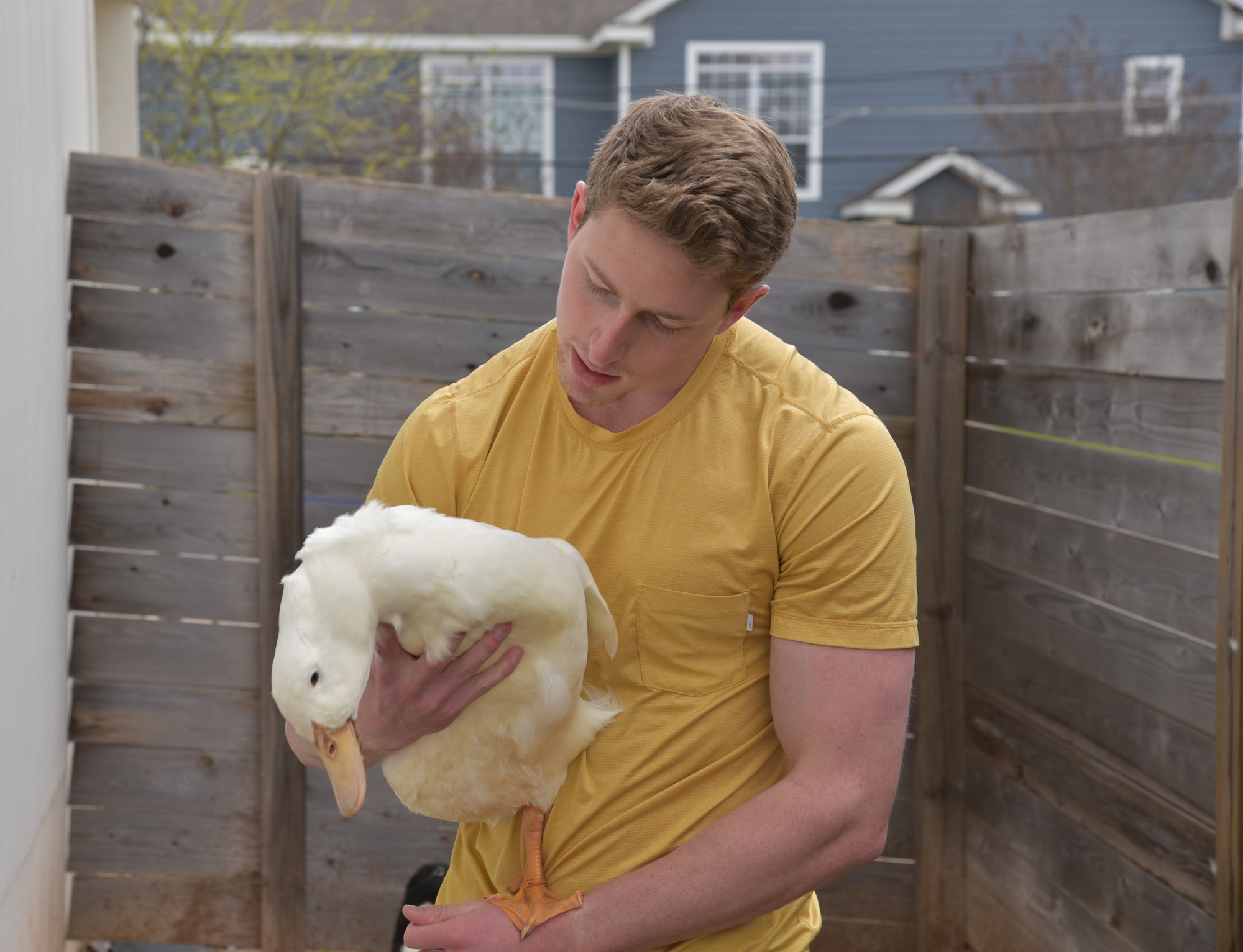 Ducks popular offcampus pet for students The Baylor Lariat