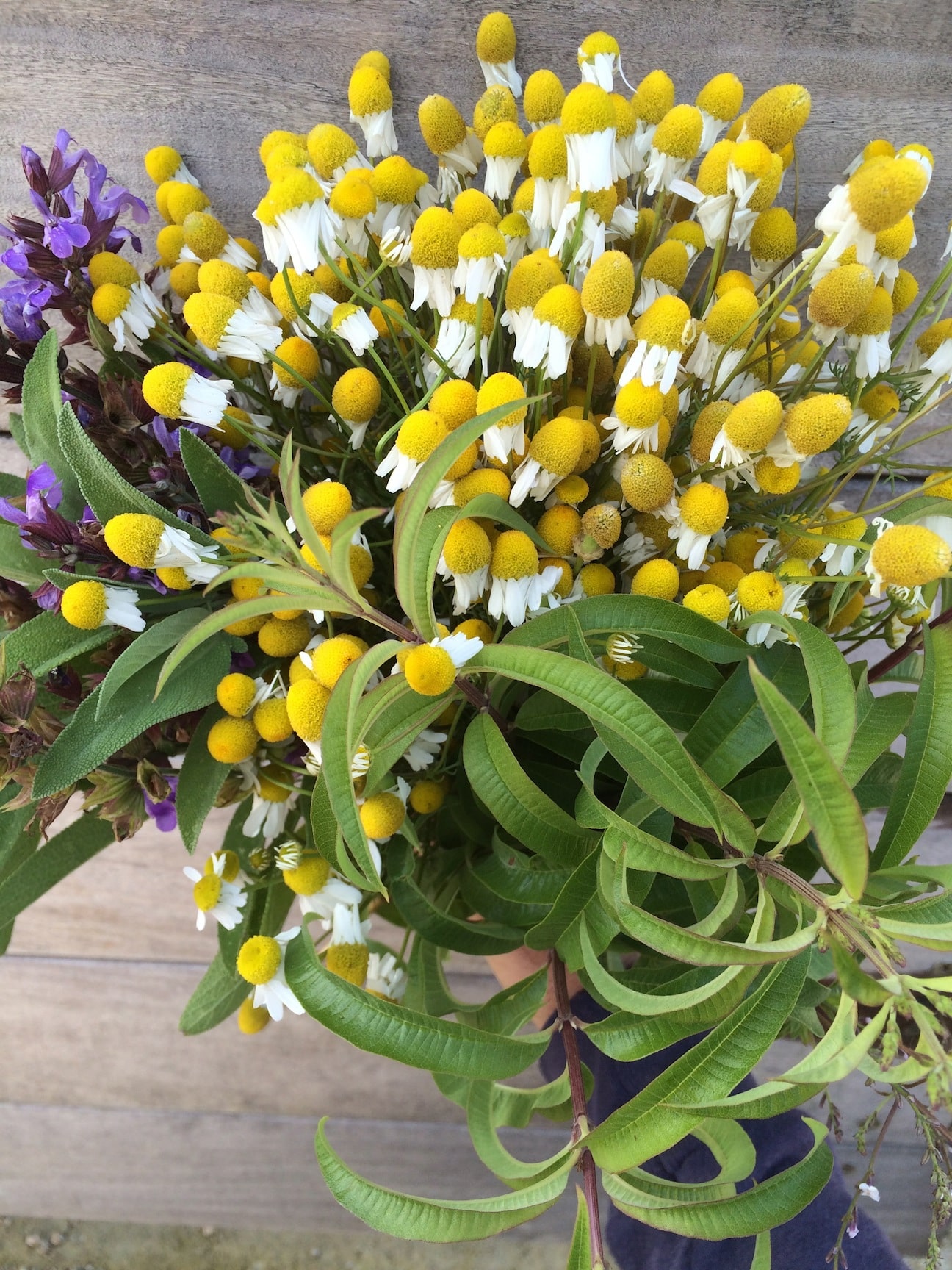 Tea Plants and Summer Veggies Thriving in the Cold at Bay Meadows San