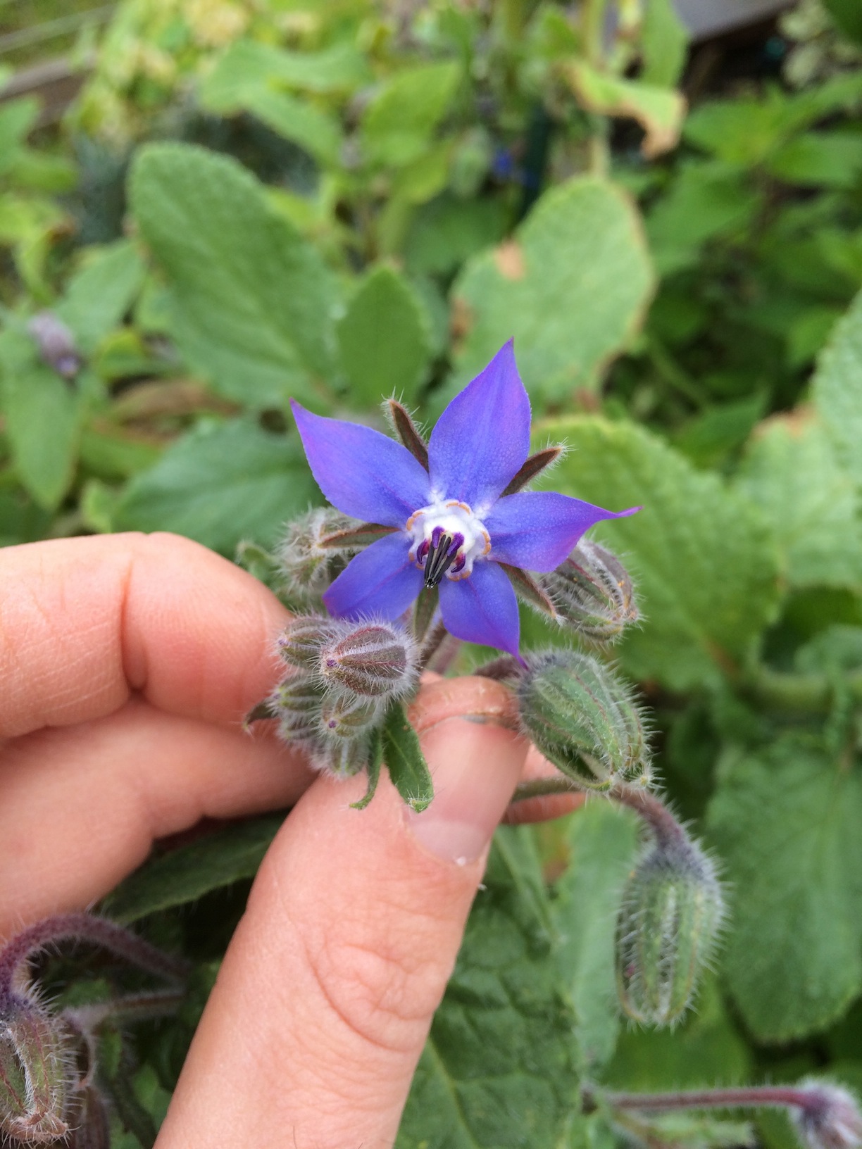 Favorites from the Edible Flower Class at Bay Meadows San Mateo