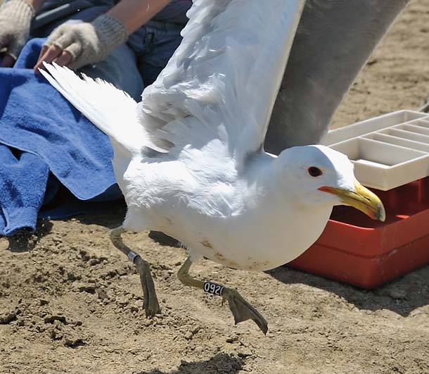 Counting Gulls, with Protective Gear