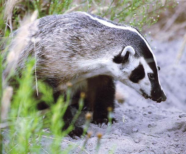 Making a PLAN for Badgers Bay Nature