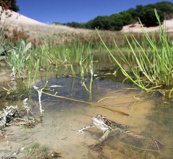 A tale of two species, and a lagoon