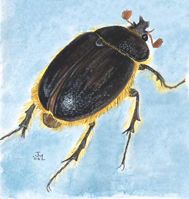 It's Raining…Rain Beetles?