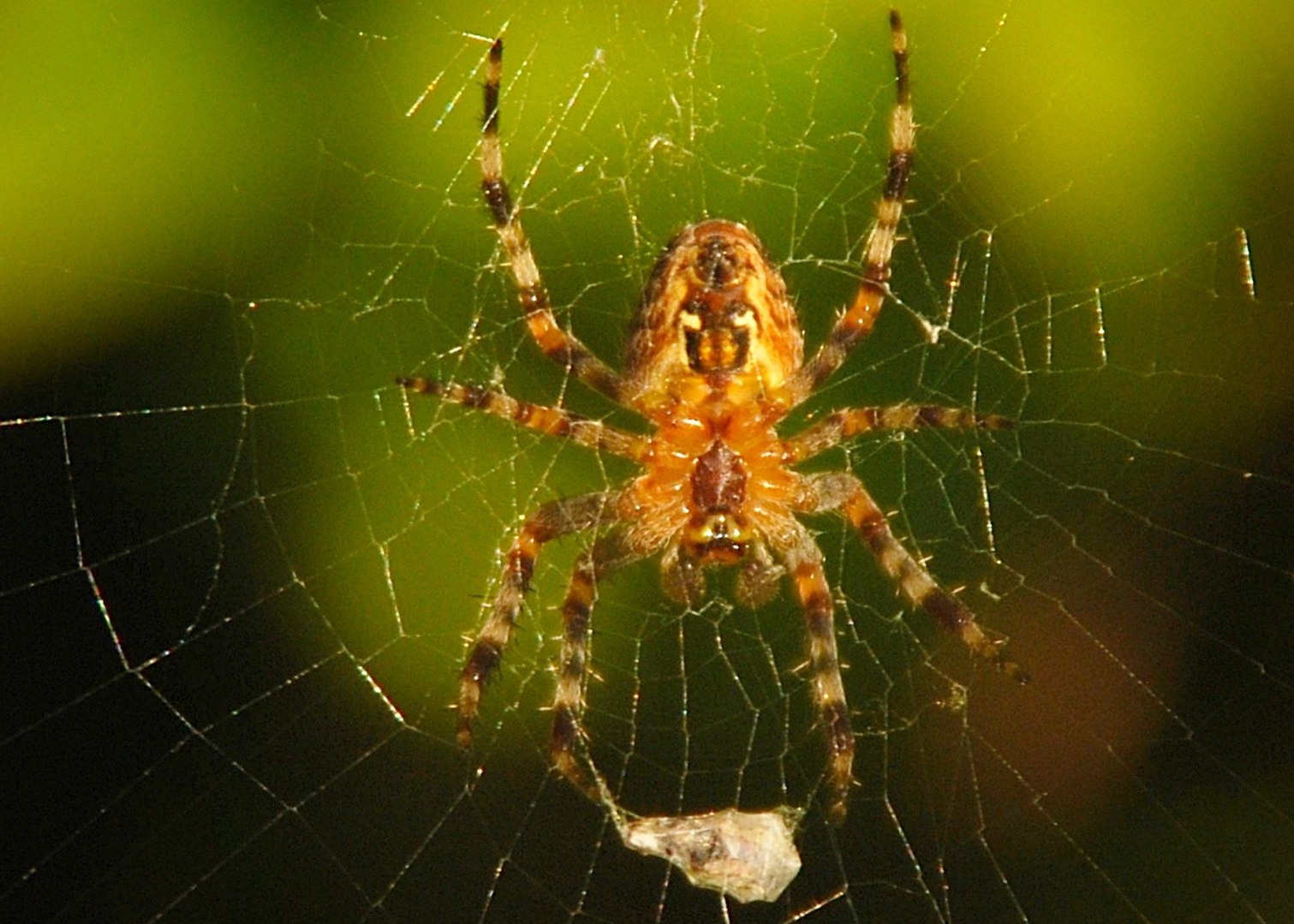 Pumpkin spiders on the move > Bay Nature Bay Nature