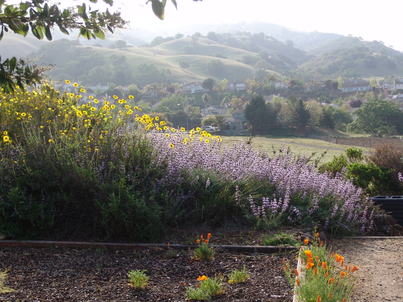 Native Plants California Bay Area Online www.jkuat.ac.ke