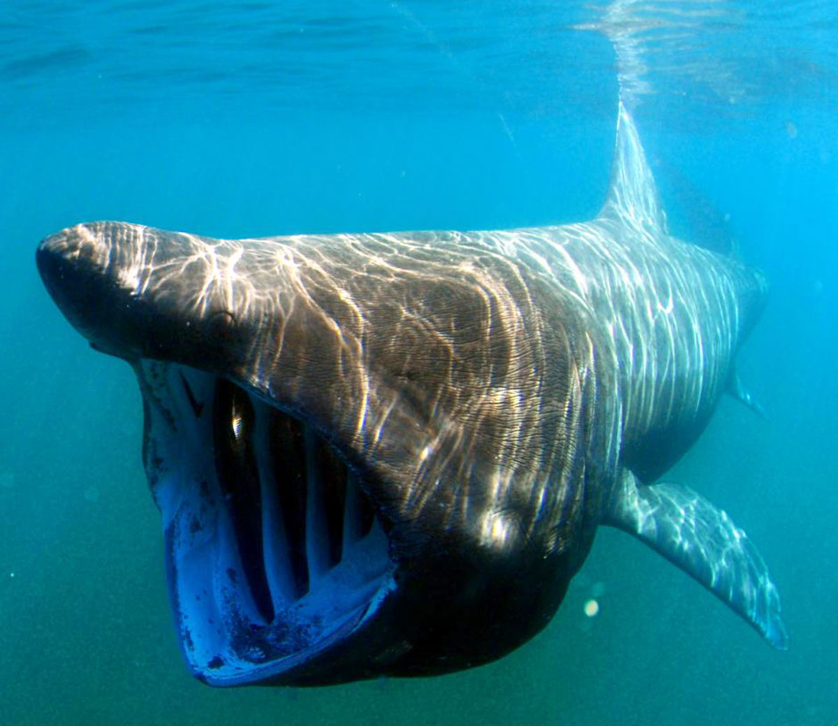 Basking Sharks Appear, Briefly, In Monterey Bay But Don't Call It a