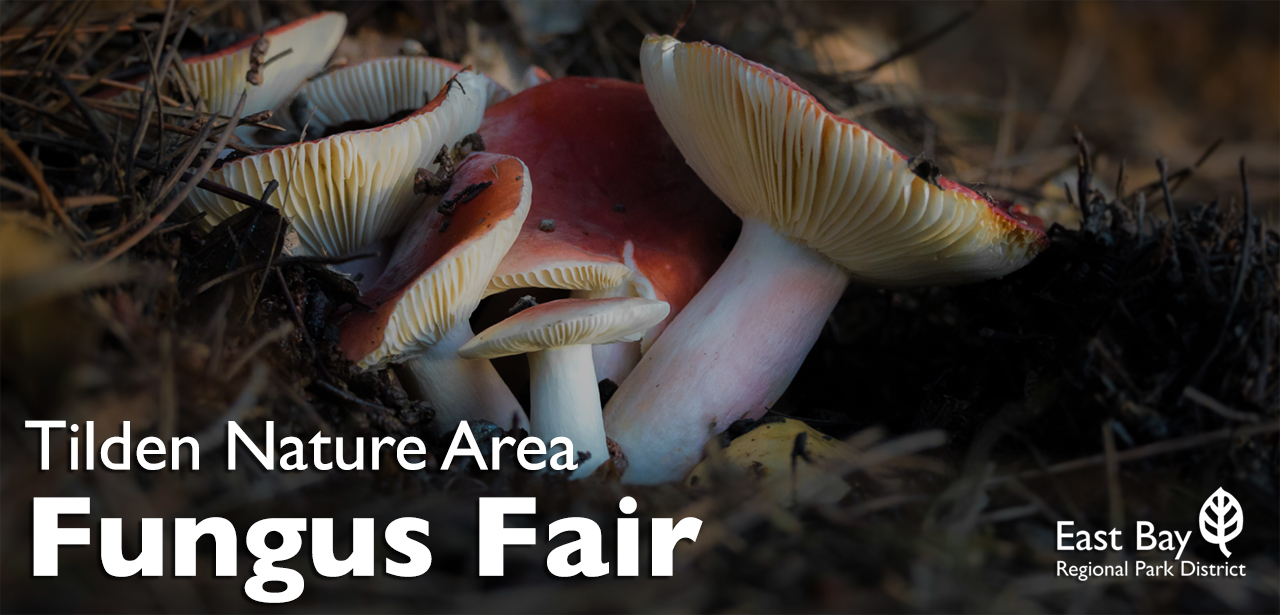 Tilden Fungus Fair 2023 2021 Tilden Fungus Fair -