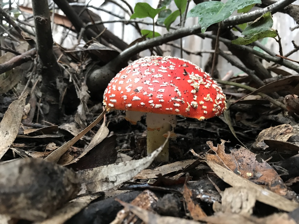 Five EyeCatching Bay Area Mushrooms to See in Winter Bay Nature
