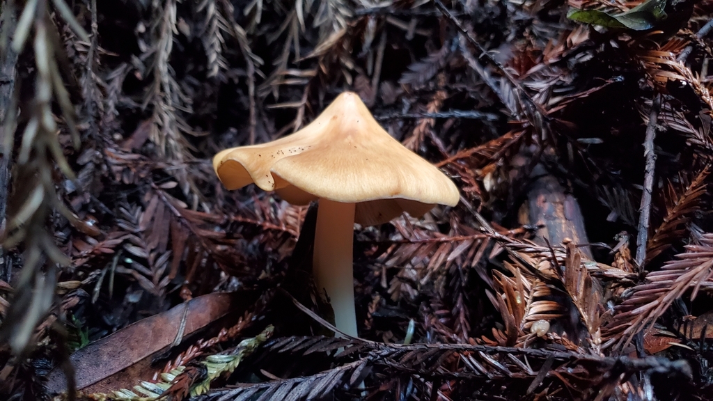 Five EyeCatching Bay Area Mushrooms to See in Winter Bay Nature